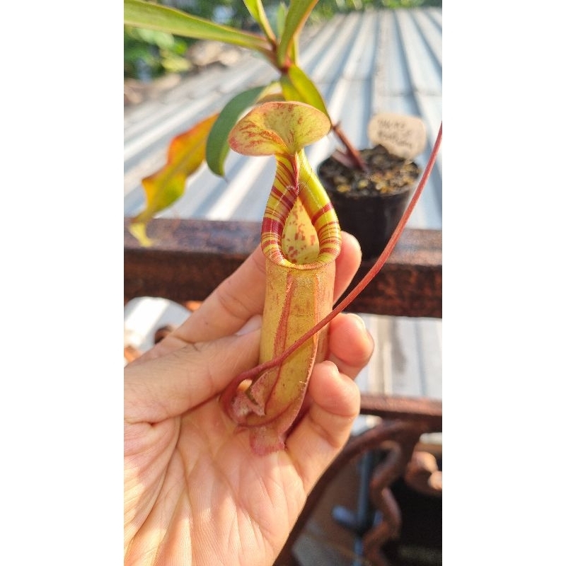 Jual Kantong Semar Nepenthes Northiana Hybrid Tanaman Karnivora Tavor