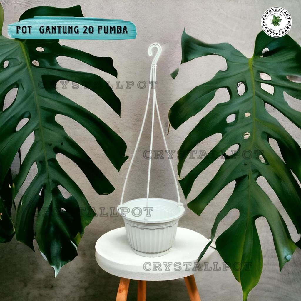 Jual Pot Bunga Tanaman Gantung Pgp Pumba Putih Pumba Putih