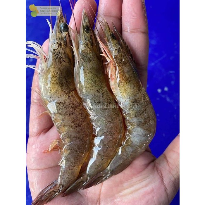 Jual Udang Vaname Segar 1Kg Shopee Indonesia