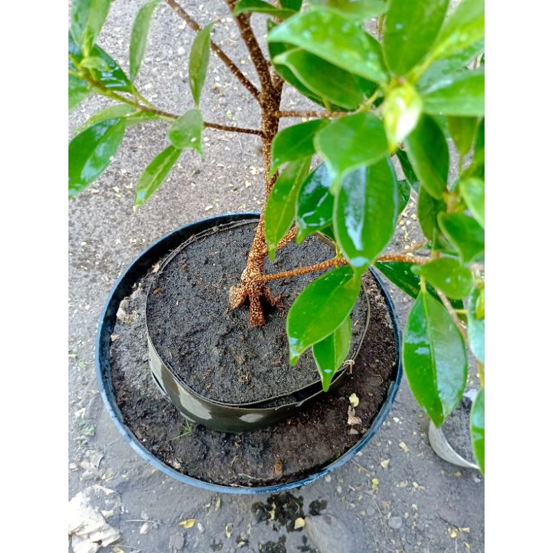 Jual Bahan Bonsai Kimeng Pecah Batang Shopee Indonesia