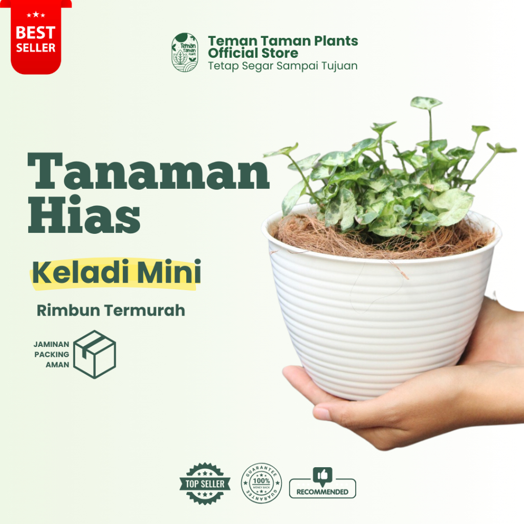 Jual Teman Taman Plants Tanaman Hias Keladi Mini Syngonium Mini