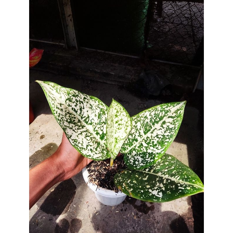 Jual Paket 2 Aglonema Tanian Lokal Big Leaf Dan Red Exotic Shopee