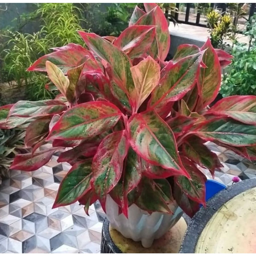 Jual Tanaman Hias Aglaonema Siam Aurora Super Rimbun Shopee Indonesia