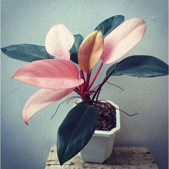 Jual TANAMAN HIAS PHILODENDRON PINK CONGO DAUN BESAR Shopee Indonesia