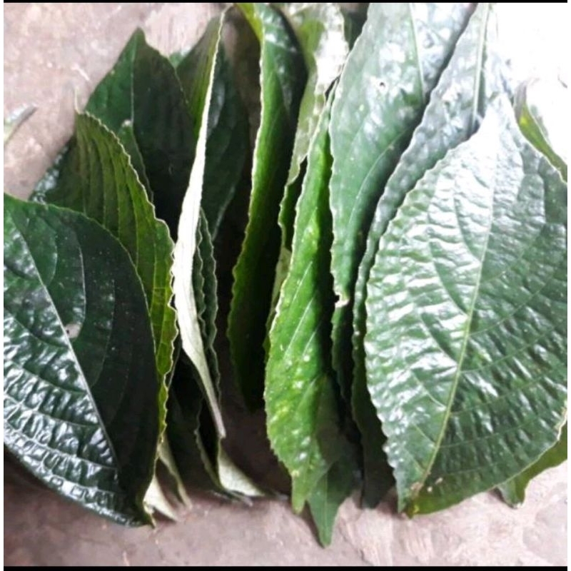 Jual Daun Keji Beling Kibeling Pecah Beling Segar Per 50 Lembar