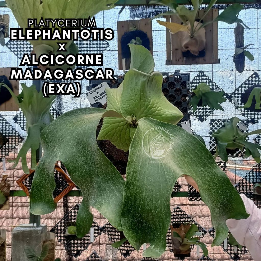 Jual Platycerium Elephantotis X Alcicorne Madagascar Exa Shopee