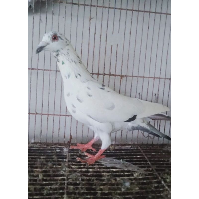 Jual Burung Merpati Putih Untuk Pelepasan Dan Seremoni Merpati Nikahan