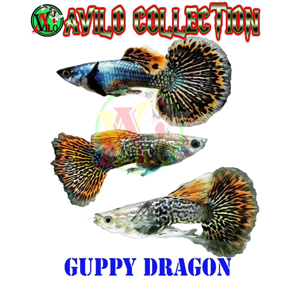 Jual Ikan Hias Aquascape Guppy Dragon Shopee Indonesia