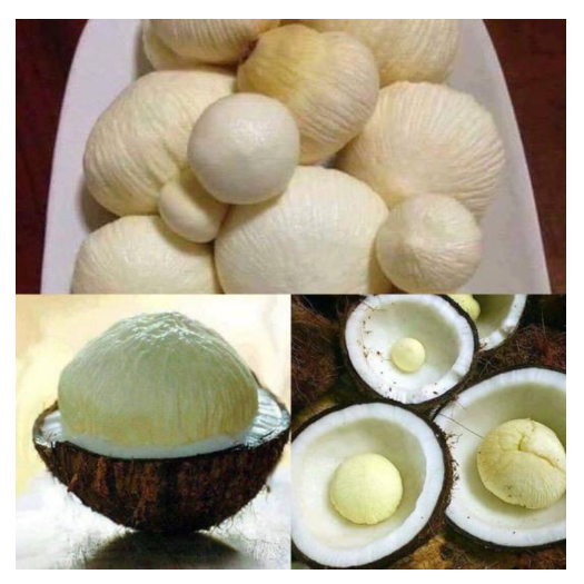 Jual Kentos Kelapa Segar 1kg Shopee Indonesia