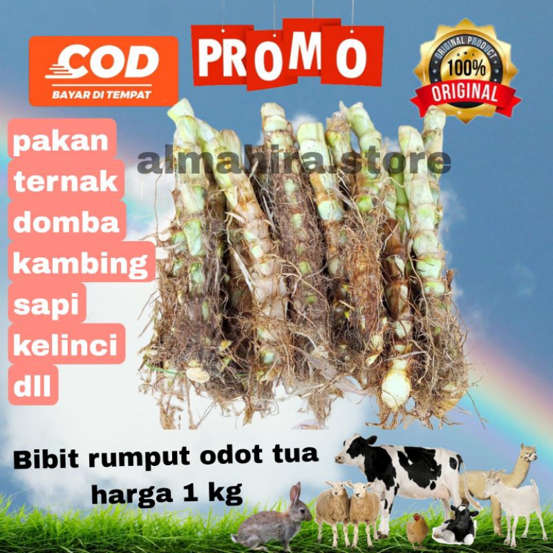 Jual BIBIT RUMPUT ODOT 1KG PAKAN TERNAK Shopee Indonesia