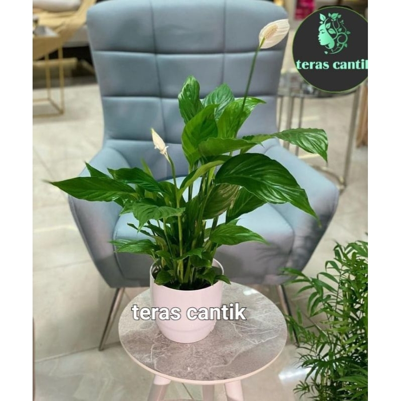 Jual Tanaman Hias Peace Lily Spatu Phyillum Shopee Indonesia