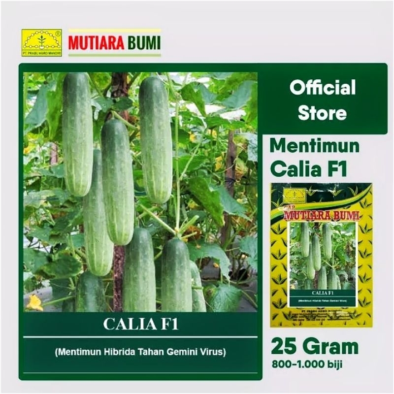 Jual BENIH TIMUN HIBRIDA TAHAN VIRUS CALIA F1 25 GRAM ISI 800 1000