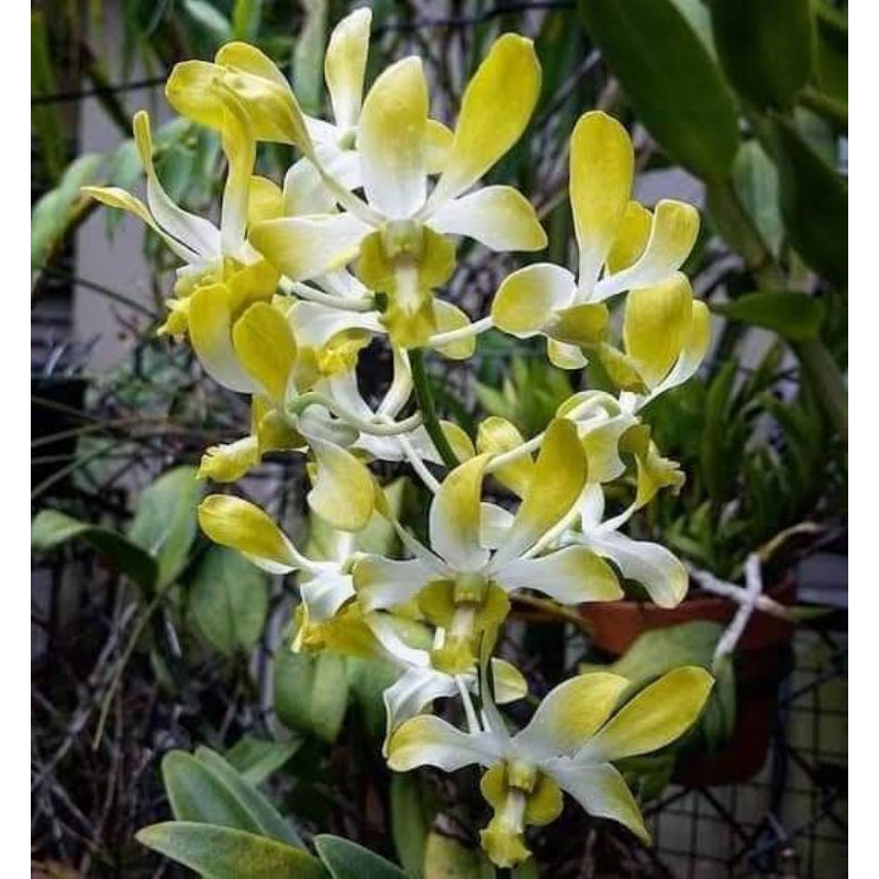 Jual Anggrek Dendrobium Canary Gold Shopee Indonesia