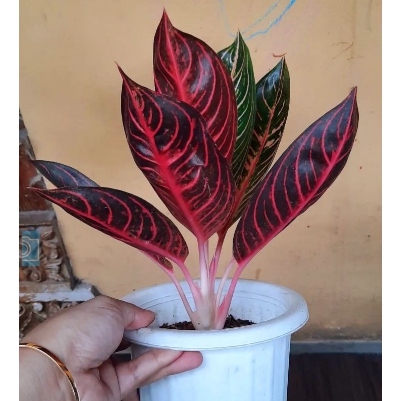 Jual Aglonema Pride Of Sumatra Tanaman Hias Aglaonema Red Sumatra