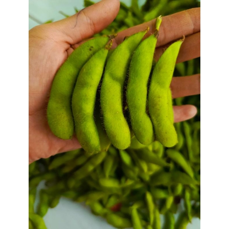 Jual Edamame Kg Kacang Kedelai Premium Shopee Indonesia