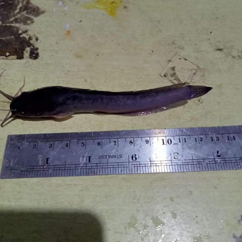 Jual Bibit Ikan Lele Sangkuriang Jumbo Uk 9 11cm Shopee Indonesia