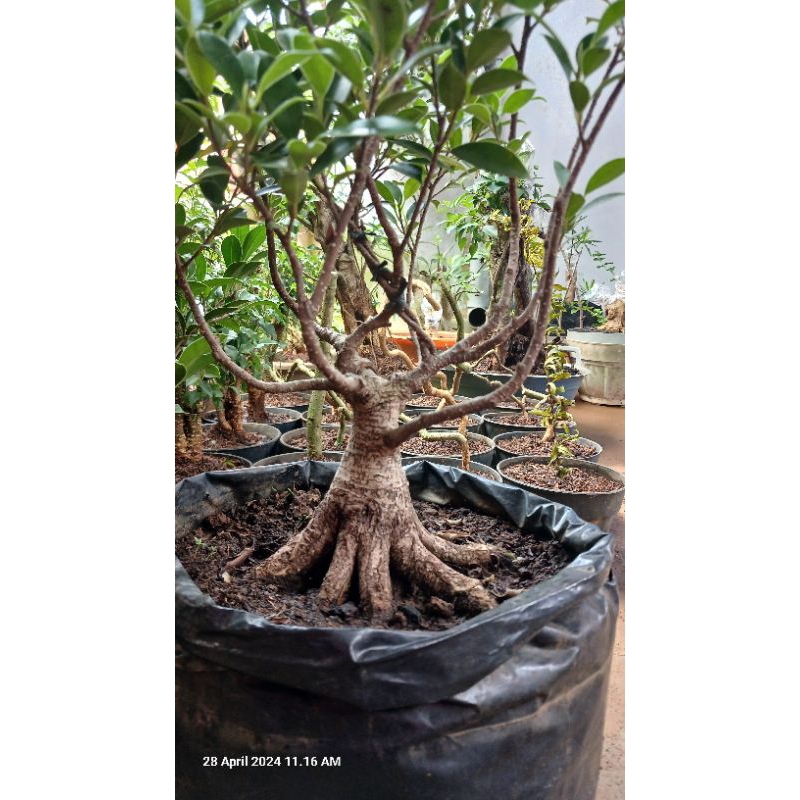 Jual Bahan Bonsai Ficus Kimeng Programan Shopee Indonesia