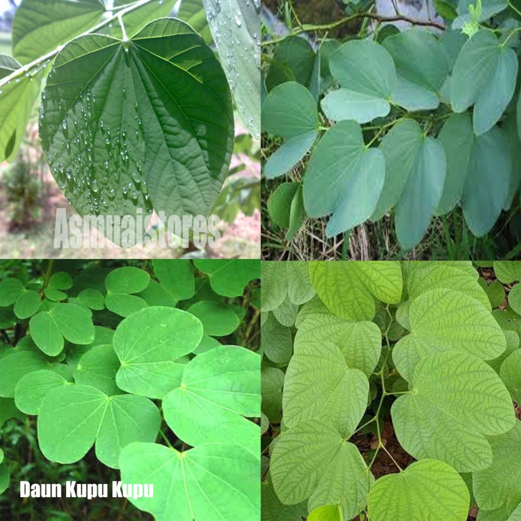 Jual Daun Kupu Kupu Bauhinia Purpurea Per Lembar Jamu HerbalDaun Kupu