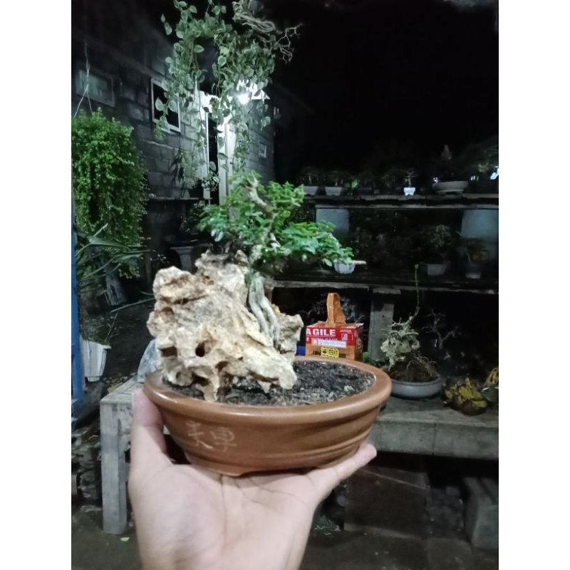 Jual Bonsai Sancang Otr Siap Pajang Shopee Indonesia