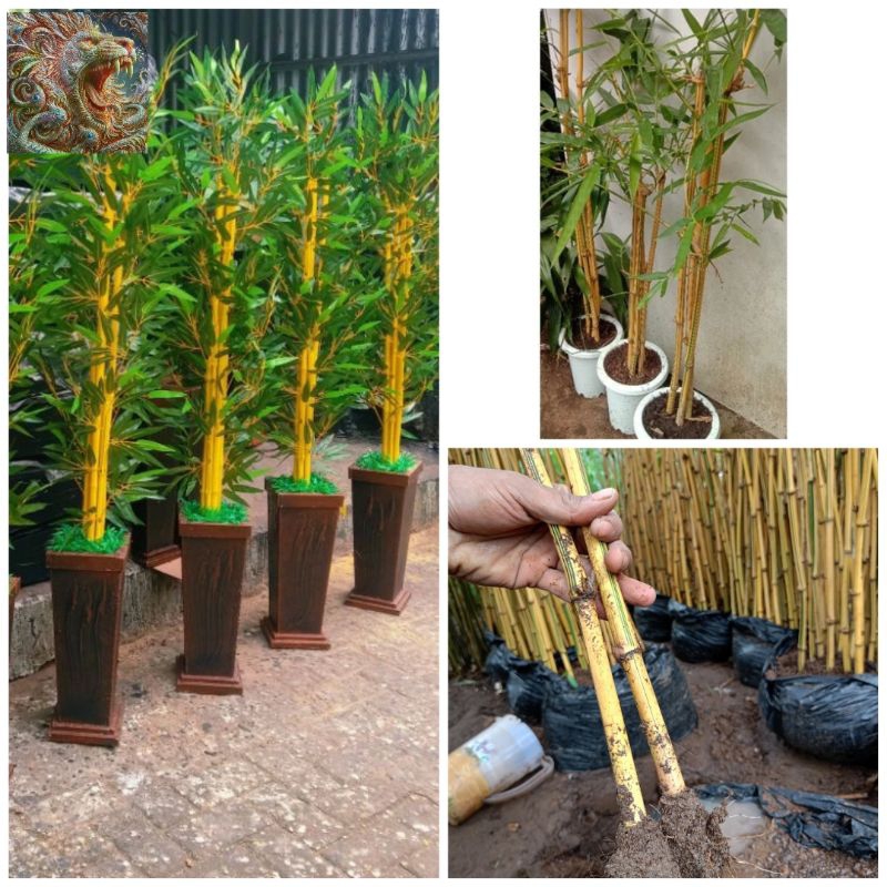 Jual Pring Kuning Bambu Kuning Hias Kualitas Terbaik Shopee Indonesia