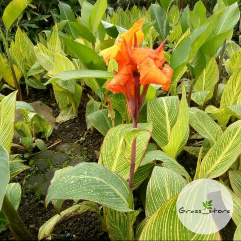 Jual Tanaman Hias Calathea Pisang Kana Pohon Pisang Kana Bunga Kuning