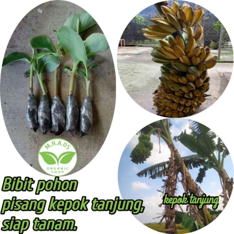 Jual Bibit Pohon Pisang Kepok Tanjung Pisang Kepok Tanpa Jantung Asli