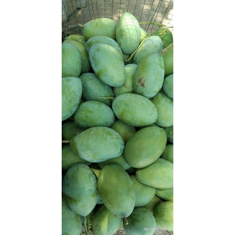 Jual Mangga Harum Manis Manalagi Situbondo Kg Shopee Indonesia