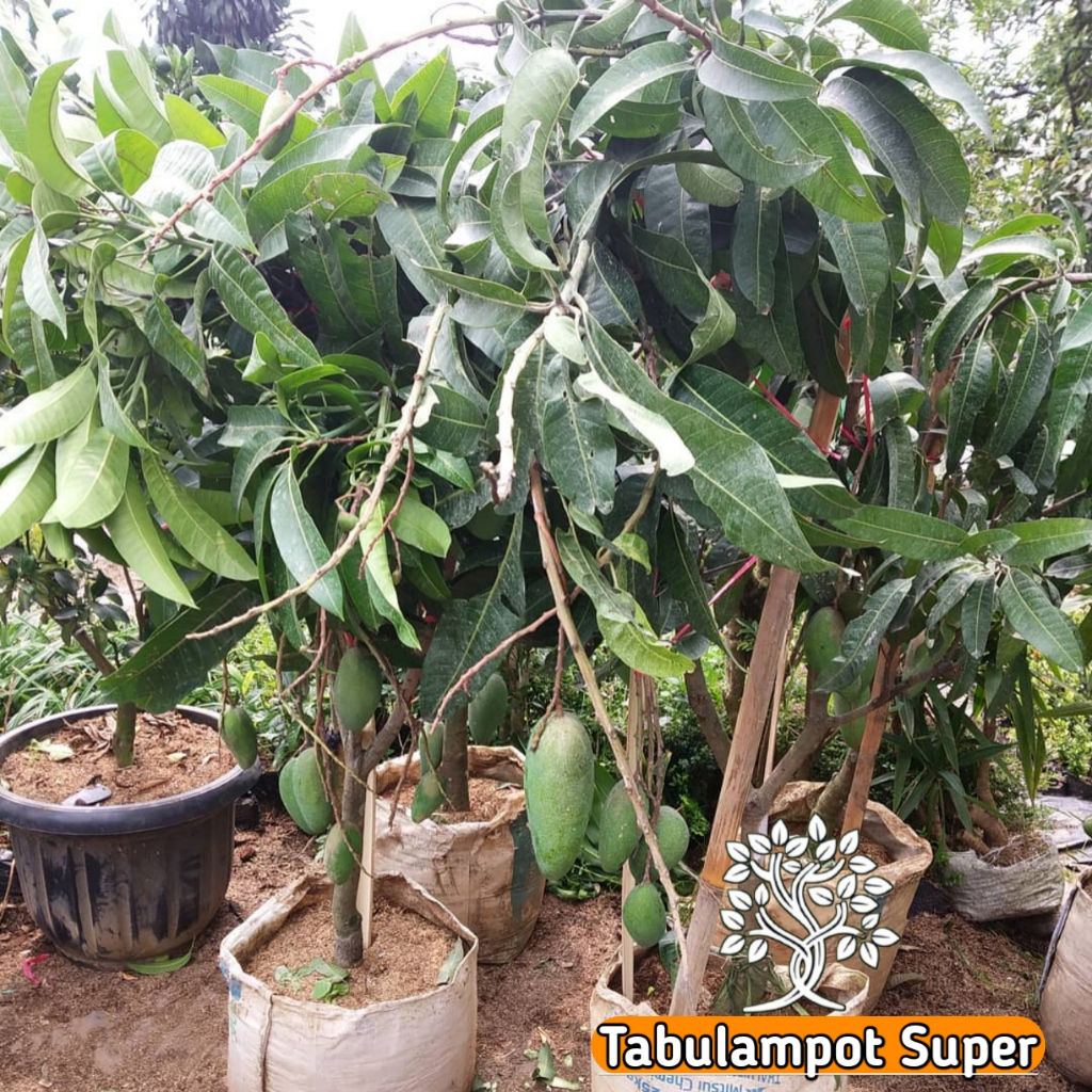 Jual Bibit Mangga Gadung Manis Hasil Okulasi Siap Berbuah Dipot Tanaman