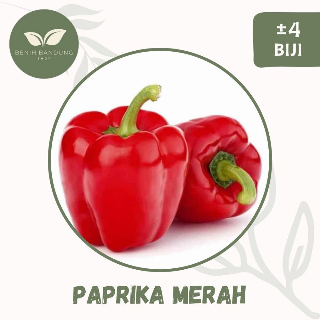 Jual 4 Biji Benih Paprika Merah Red Star F1 Bibit Hibrida Unggul