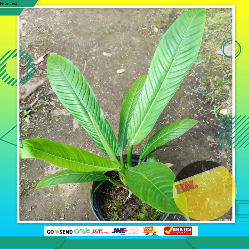 Jual Philodendron Linet Tanaman Hias Indoor Hidup Semarang Shopee