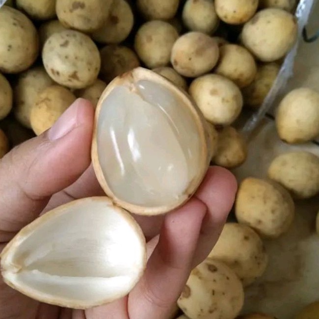 Jual Buah Duku Palembang Manis Segar Kg Shopee Indonesia