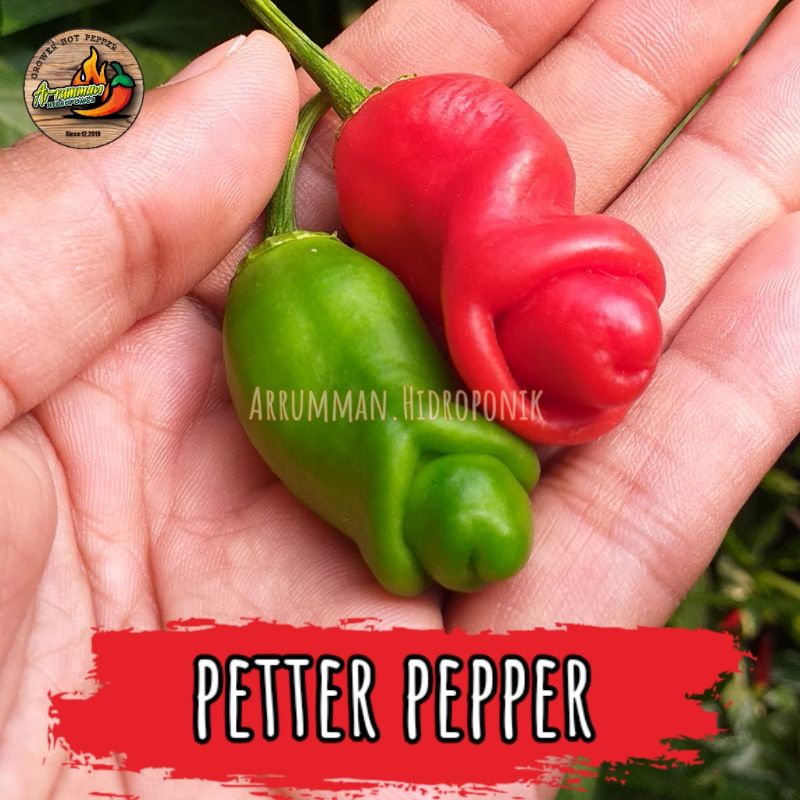 Jual Benih Cabe Hias Unik PETER PEPPER Isi 10 Biji Bisa Dikonsumsi