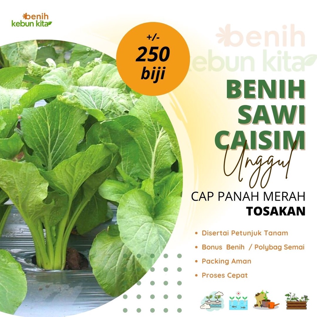 Jual Biji Benih Sawi Caisim Tosakan Cap Panah Merah Bibit Tanaman Sayur