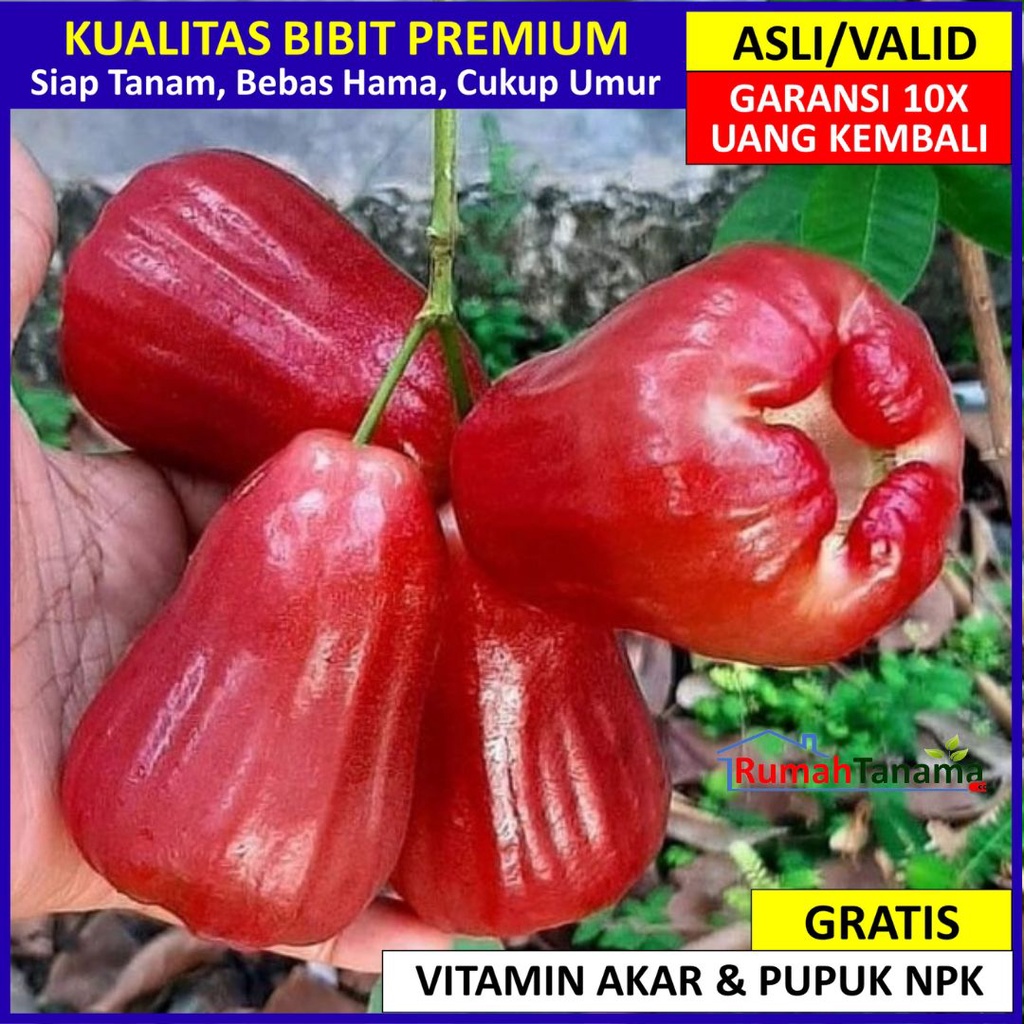 Jual Bibit Tanaman Buah Jambu Air Citra Unggul Varietas Dijamin Asli