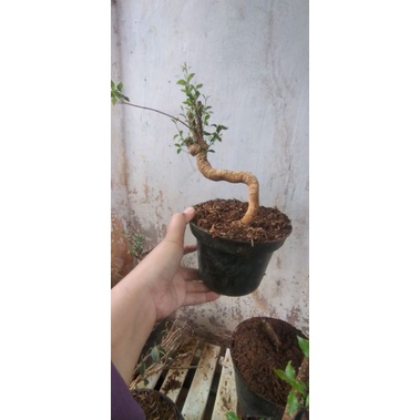 Jual Bahan Bonsai Sakura Mikro Mame Small Paket Hemat Isi 10 Pohon