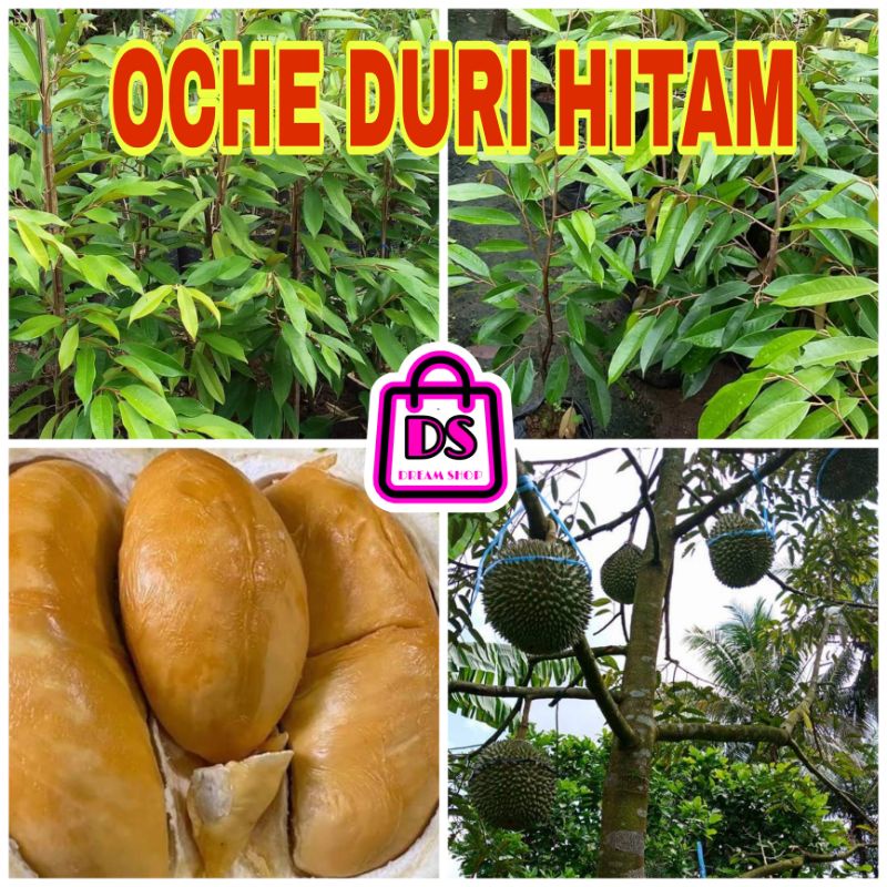 Jual Bibit Durian OCHE DURI HITAM SUPER 50cm 70cm Shopee Indonesia