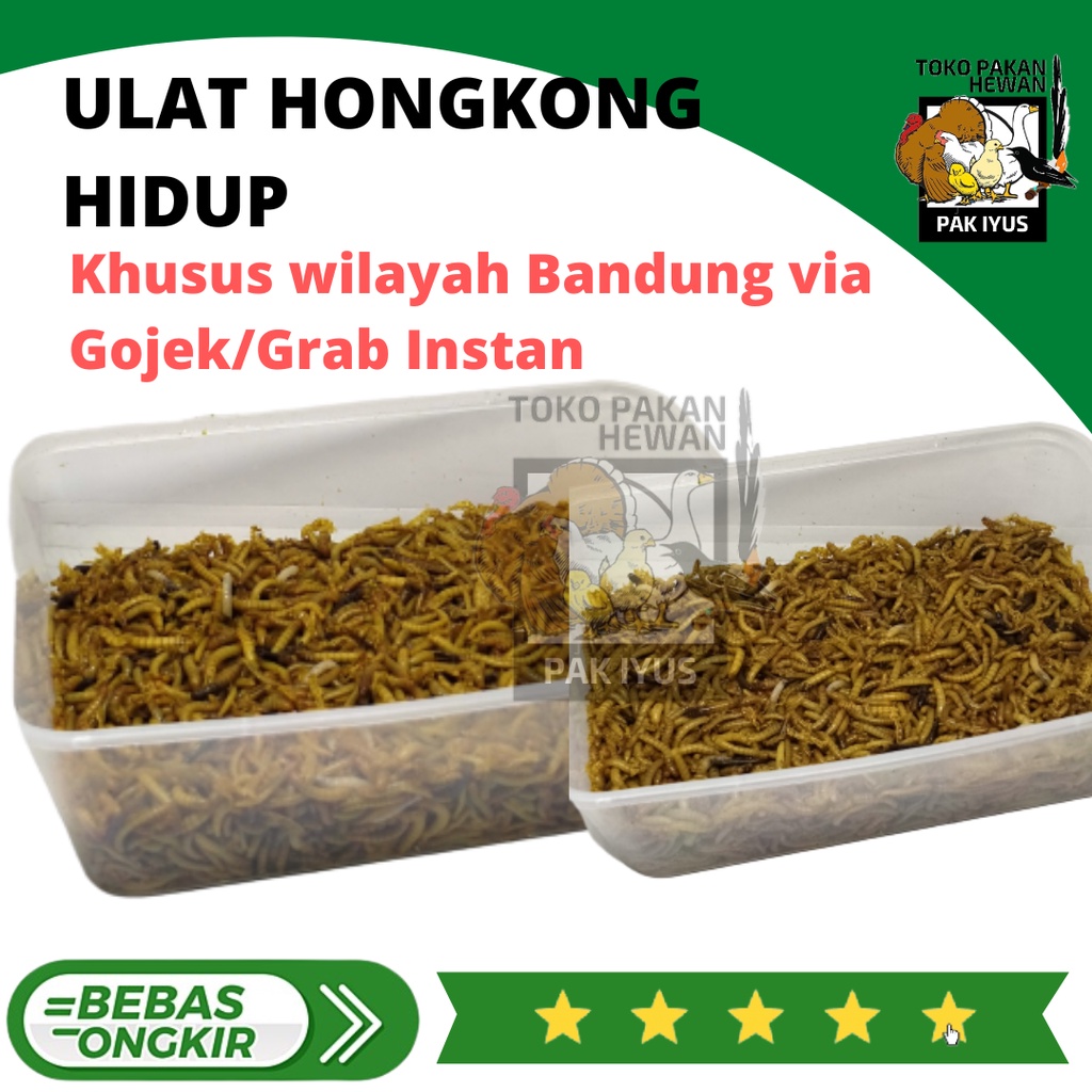 Jual Ulat Hongkong Hidup Fresh Pakan Makanan Burung Ikan Unggas Dll