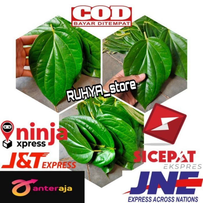 Jual Daun Sirih Segar 1kg Daun Sirih Hijau Fresh Langsung Petik