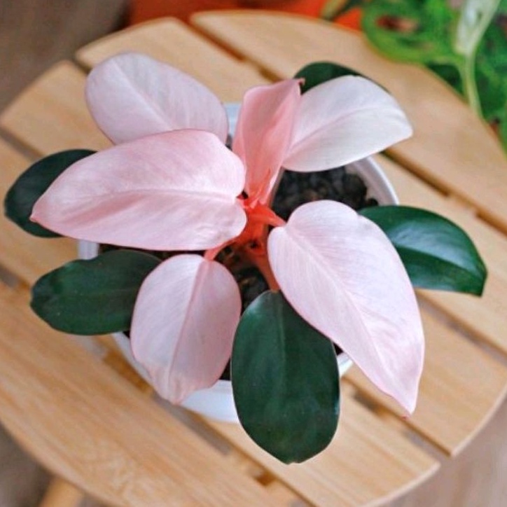 Jual BISA COD PROMO Tanaman Hias Philodendron Pink Kongo Bunga