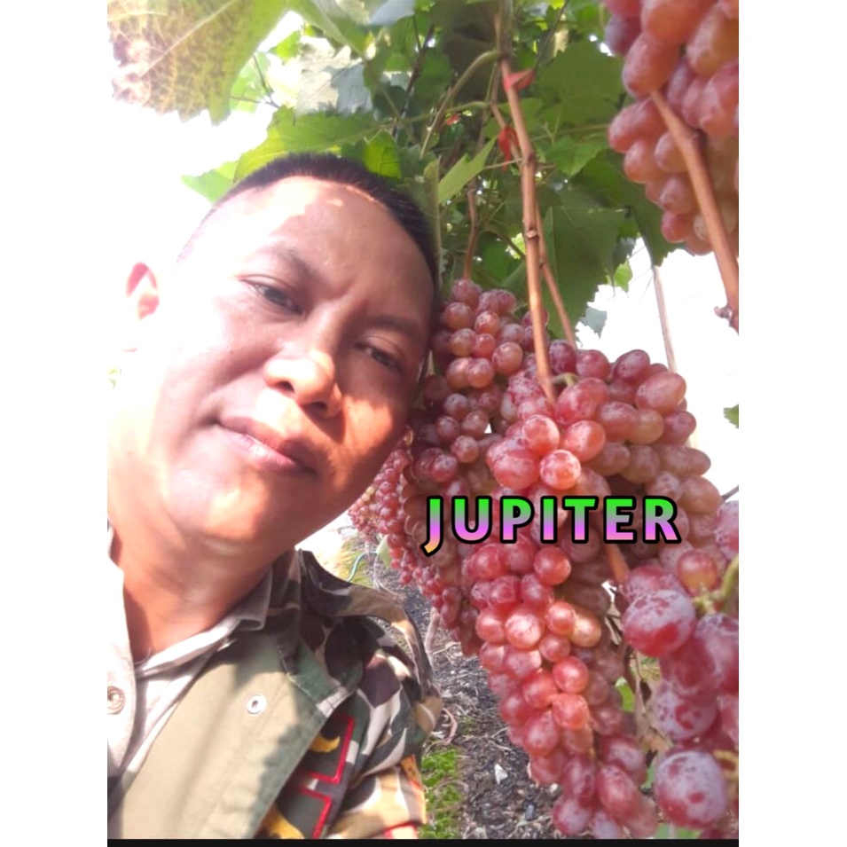 Jual Bibit Anggur Import Jupiter Valid Shopee Indonesia