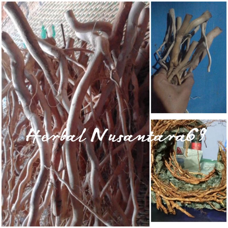 Jual Gr Akar Kayu Senggani Kupas Bebas Tanin Shopee Indonesia