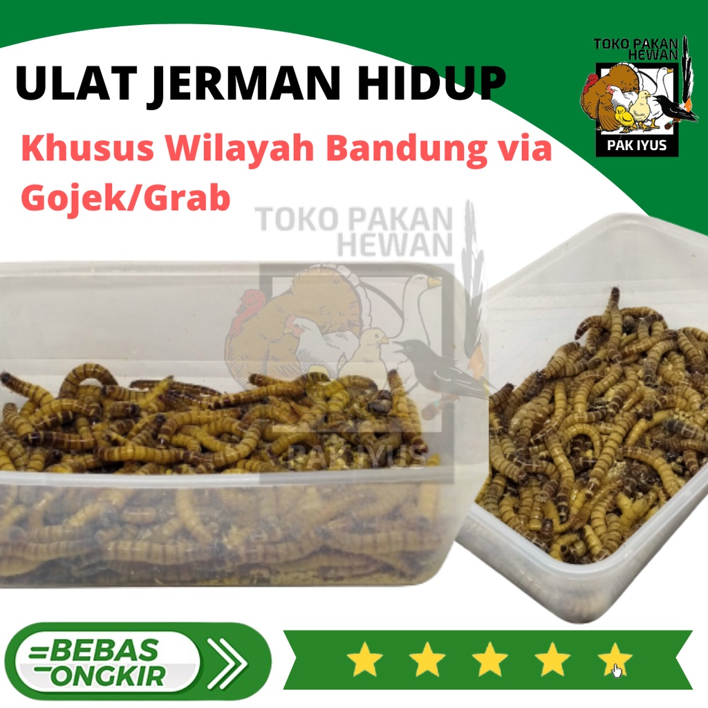 Jual ULAT JERMAN HIDUP FRESH ULET PAKAN MAKANAN HEWAN BURUNG IKAN