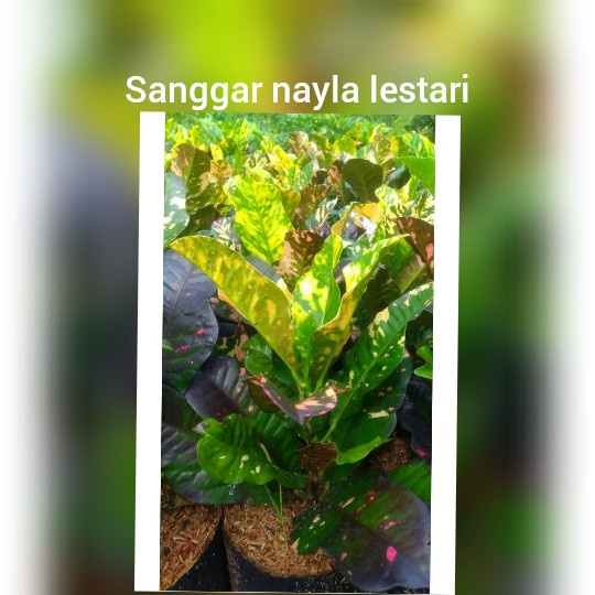 Jual Jual Puring Oscar Jenis Tanaman Puring Tanaman Hias Shopee