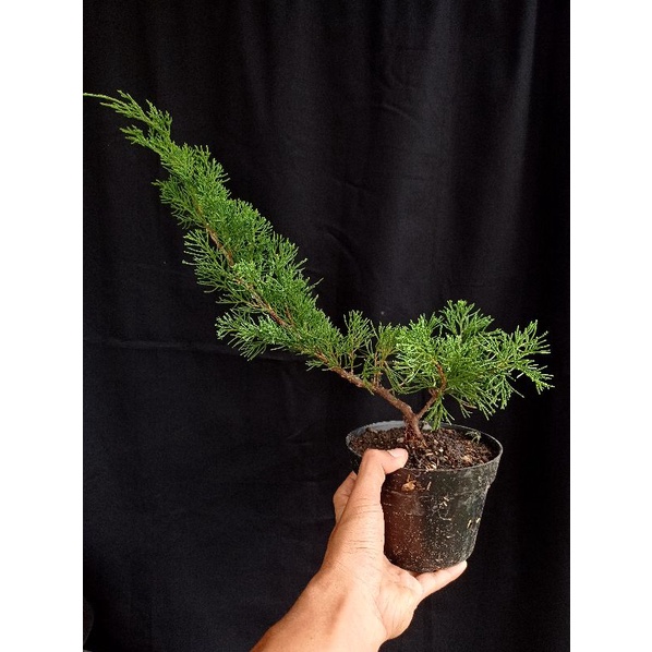 Jual Bahan Bonsai Cemara Cinensis Sinensis Juniperus Chinensis Shopee