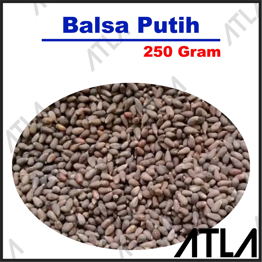 Jual Benih Pohon Balsa Putih Gram Biji Seed Bibit Tanaman Kayu Daun