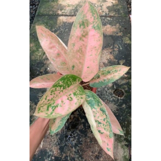 Jual Aglaonema Sweet Banana Size Dewasa Induk Shopee Indonesia