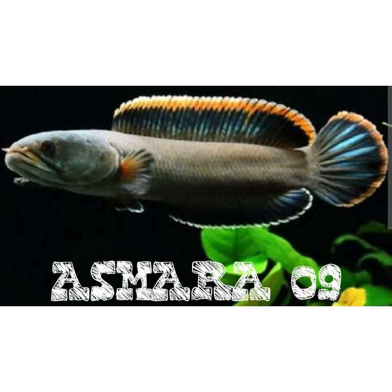 Jual Ikan Channa Limbata Hidup Alami Shopee Indonesia