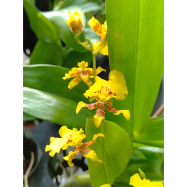 Jual Golden Shower Anggrek Oncidium Golden Shower Shopee Indonesia