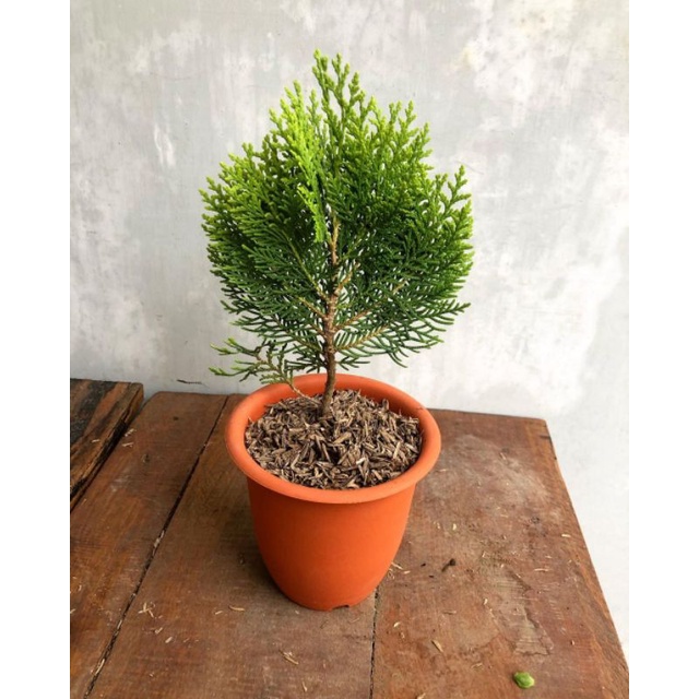 Jual Tanaman Hias Cemara Kipas Pohon Cemara White Cedar Shopee