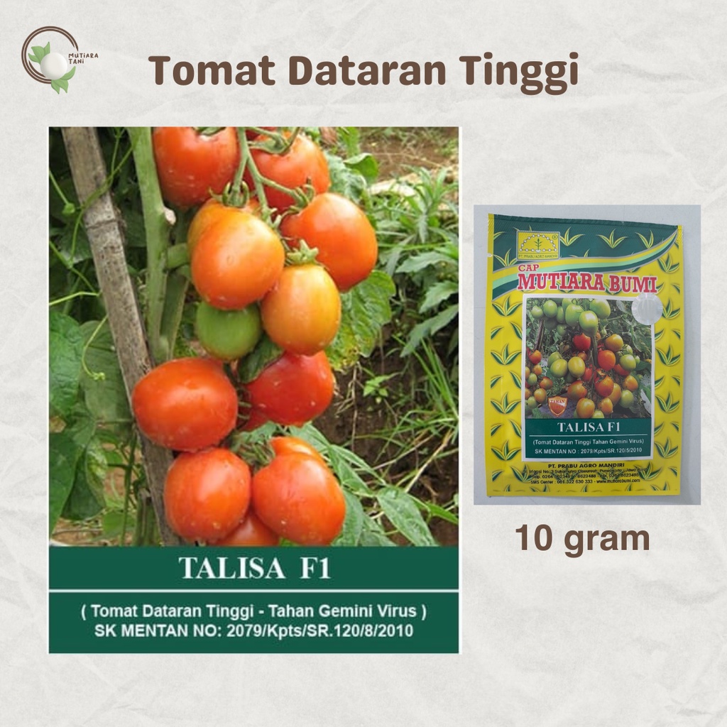 Jual BENIH TOMAT DATARAN TINGGI TALISA F1 CAP MUTIARA BUMI 10 Gram